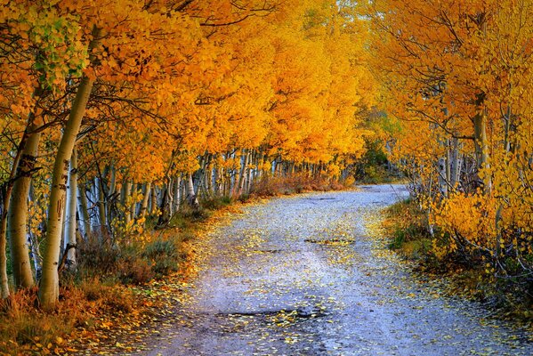 Foresta arancione autunnale