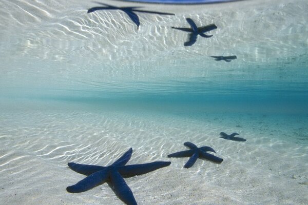 Starfish in the ocean