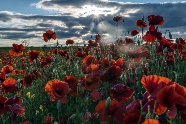 Landschaft des morgendlichen Feldes mit Mohnblumen