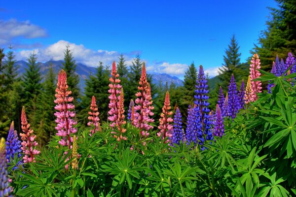 Lupins lumineux dans les montagnes de Nouvelle-Zélande