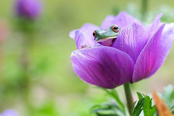 A frog looks out of a flower