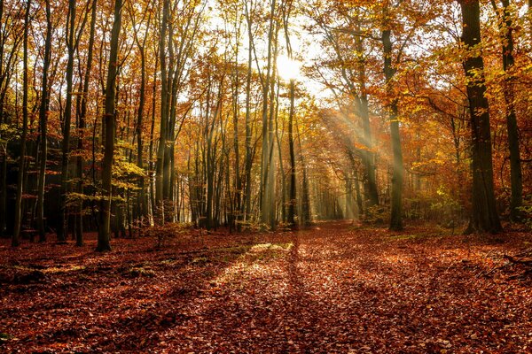 Der goldene Herbst ist gekommen