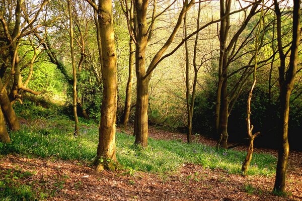 Erba e alberi nella foresta primaverile