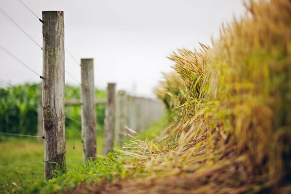 Wheat sprouting behind the fence