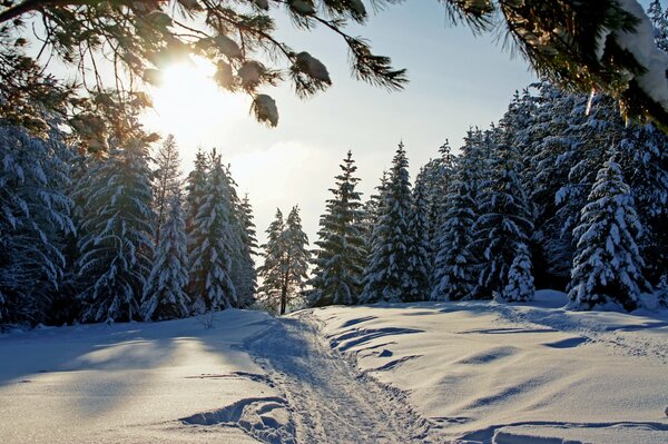 Camino en el bosque de invierno en el sol radiante