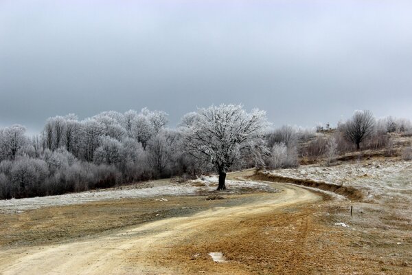 Trees in frost. Winter nature