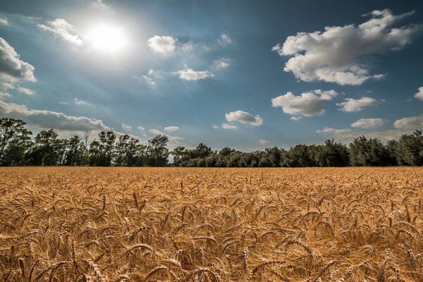 Verano campo espiguillas trigo cielo sol