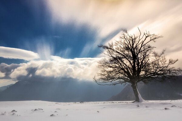 Arbre dans la neige et dans le brouillard