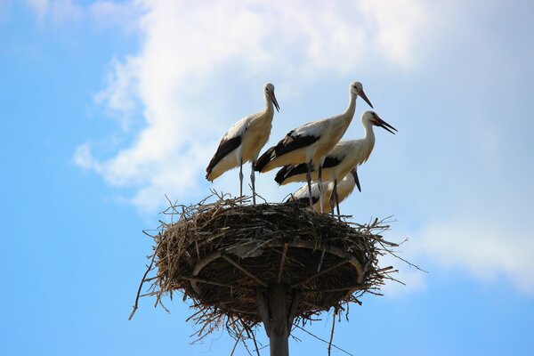 Drei Störche haben ein Nest gebaut