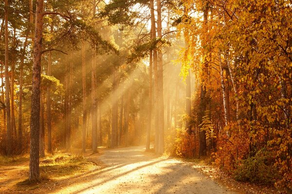 Die Straße unter dem Herbstlaub unter den klaren Sonnenstrahlen