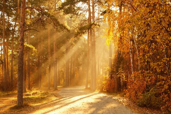 Дорога среди осенней листвы под ясными лучами солнца