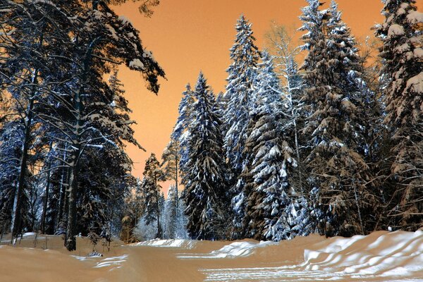 Coniferous forest on a winter evening