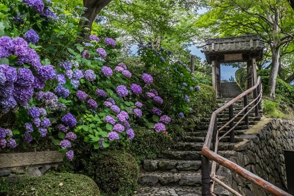 Ancient staircase surrounded by hydrangeas