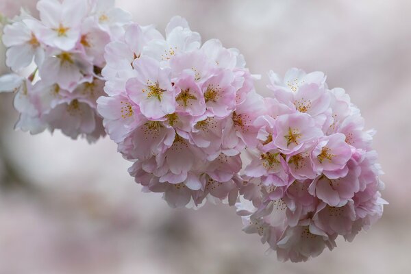 Macro shooting of cherry blossoms