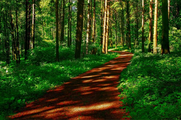 Straße im Wald. Grünes Gras