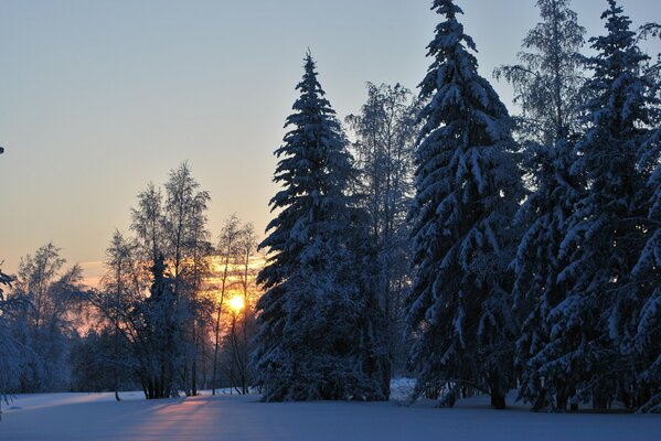 Amanecer de invierno en el bosque frío