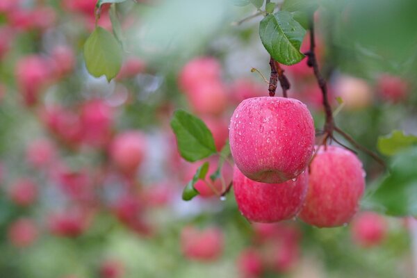 Apples on a branch with drops of bokeh