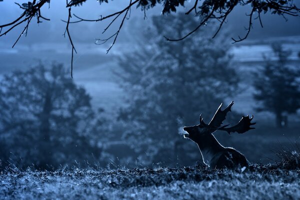 Silhouette of a deer in the forest