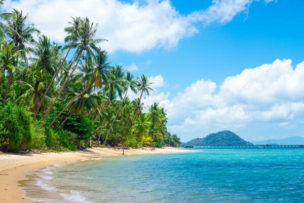 Palm trees on tropical sand in summer by the sea