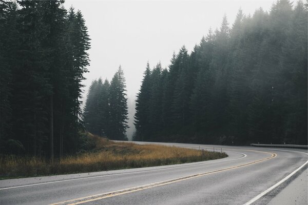 Route au milieu du brouillard au-dessus de la forêt