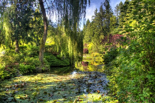 Stagno nel giardino verde con salice