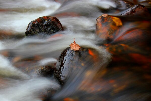 Hoja en una corriente de agua turbulenta