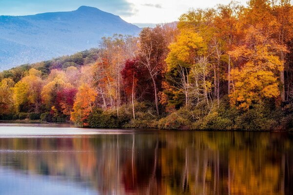 Autumn forest near the water