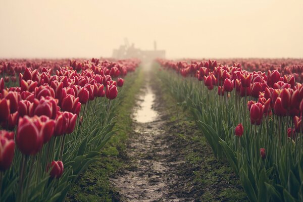 Straße in einem Feld mit weinroten Tulpen