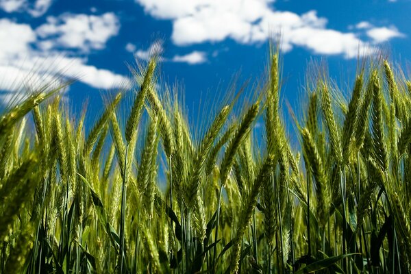 Les épis s étendent vers le ciel bleu