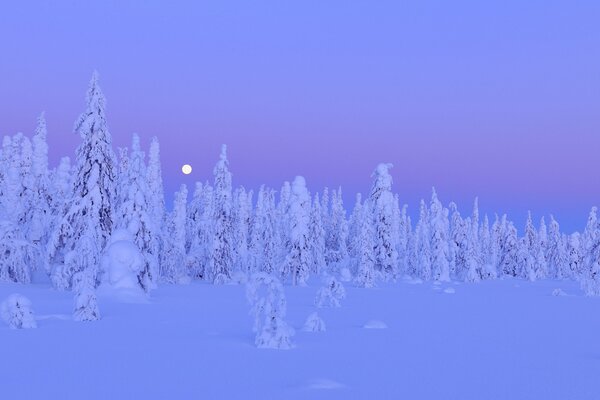 Paysage d hiver de nuit en Finlande