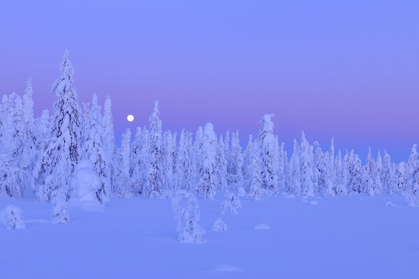 Paesaggio invernale notturno in Finlandia