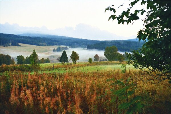 Bergwälder im Dunst