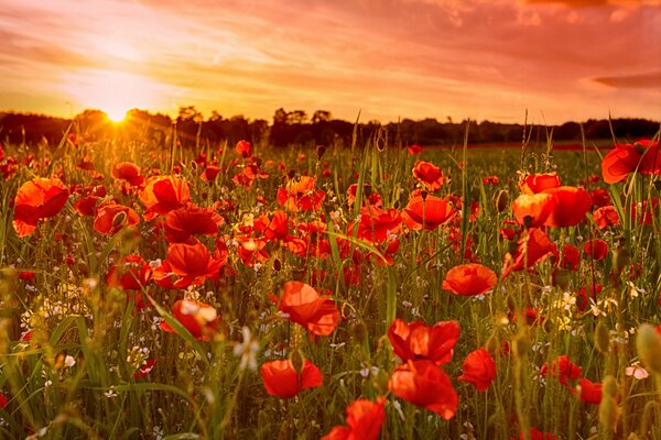 Sunset on a field with red poppies