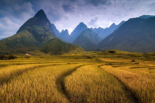 Montagnes bleues et Prairie jaune