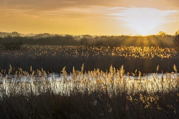 El sol de la mañana en las cañas junto al río