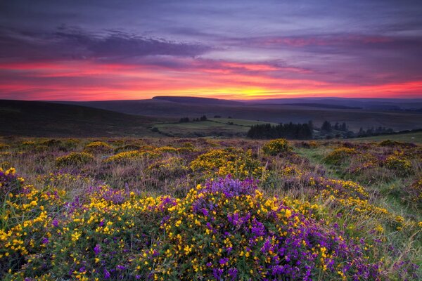 Blooming meadow at sunset