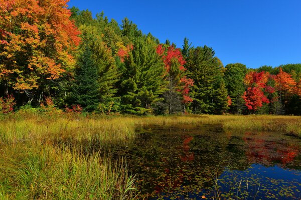 Foresta autunnale. Alberi ingialliti