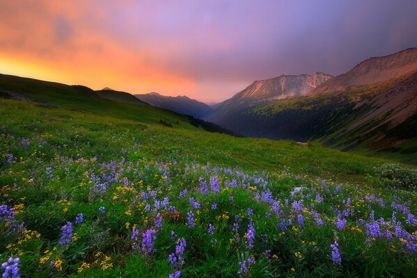 Fiori sullo sfondo delle montagne al mattino