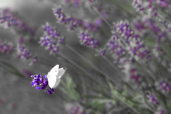 Papillon avec des ailes blanches sur la fleur