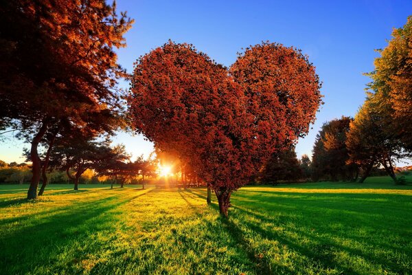 Дерево в форме сердца на фоне солнца