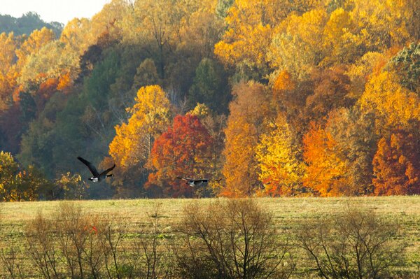 Gansos volando sobre el bosque de otoño