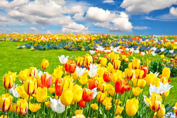 Pradera con tulipanes en el fondo de las nubes