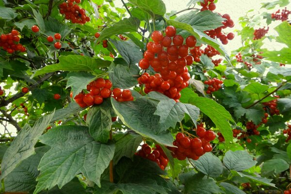 Grappes de baies de Viorne sur les branches vertes