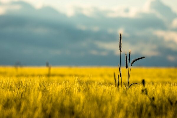 Campo di grano sotto il cielo blu