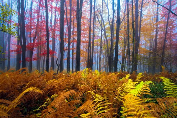 Bonne nature en automne dans la forêt