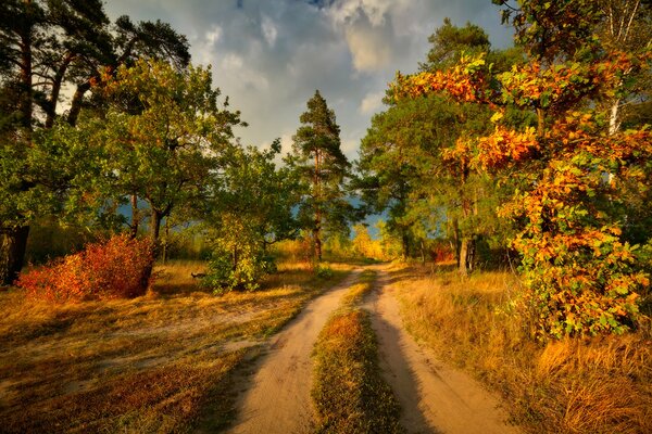 Feuilles d automne rouge vif