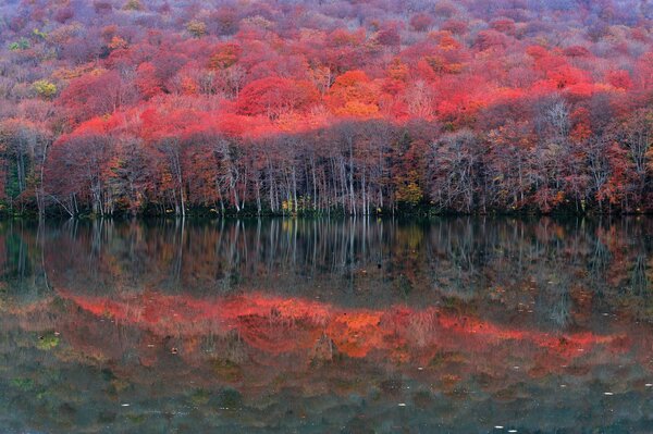 Gli alberi si riflettono nel lago. Autunno