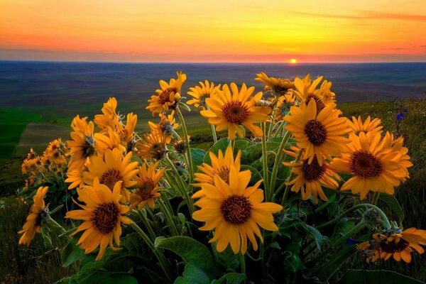 Yellow flowers against the sky