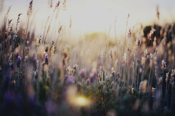 Campo de flores al atardecer