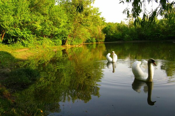 Cisnes blancos en el estanque no son árboles de fondo